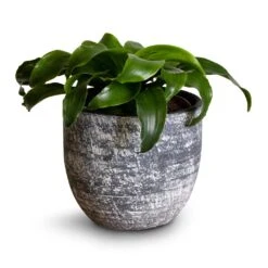 Dracaena Fragrans Twister - Head 12 Dracaena Fragrans Twister - Head -Plant potted plants Dracaena fragrans Twister Head 12x25cm Cas Plant Pot Anthracite 15x13cm