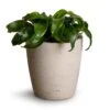 Dracaena Fragrans Twister - Head -Plant potted plants Dracaena fragrans Twister Head 12x25cm Gerben Plant Pot Grey Washed 15x16cm