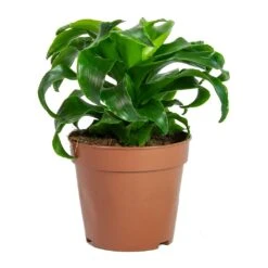 Dracaena Fragrans Twister - Head 13 Dracaena Fragrans Twister - Head -Plant potted plants Dracaena fragrans Twister Head