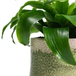 Dracaena Fragrans Twister - Head 14 Dracaena Fragrans Twister - Head -Plant potted plants Dracaena fragrans Twister Head Jorrit Plant Pot Satin Green Close Up 1aee5229 9505 447b ac78 6198f2e3e971