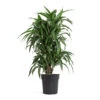 Dracaena Fragrans Ulises - Branched -Plant potted plants Dracaena fragrans Ulises Branched 24cm