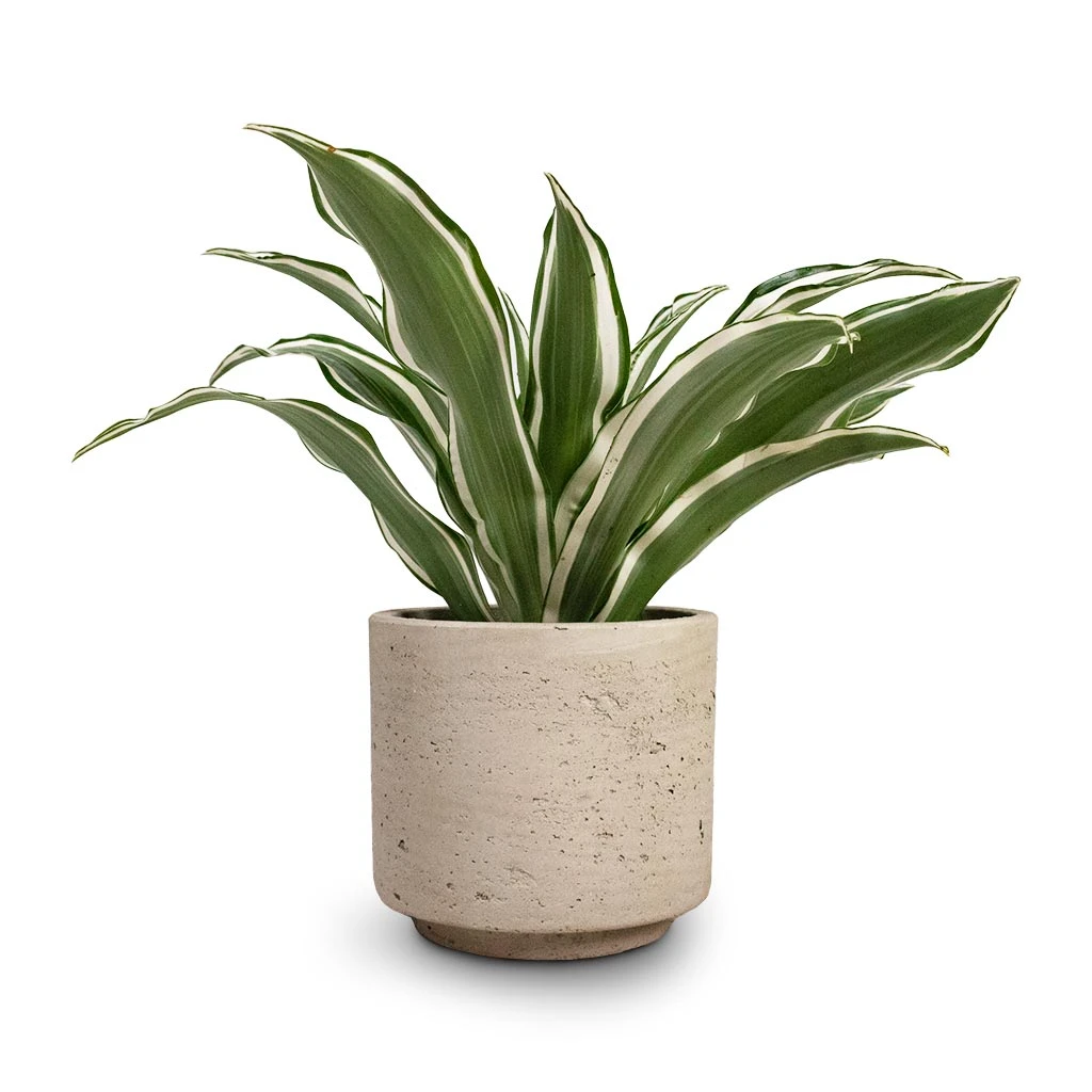 Novi Plant Pot - Grey Washed 8 Novi Plant Pot - Grey Washed - Image 6