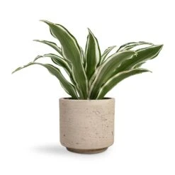 Dracaena Fragrans White Jewel - Head -Plant potted plants Dracaena fragrans White Jewel Head 12x25cm Novi Plant Pot Grey Washed 15x13.5cm 35f6af3f cd0a 4432 a537 637f09b3f06a