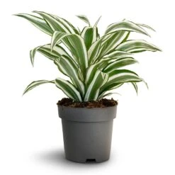 Dracaena Fragrans White Jewel - Head -Plant potted plants Dracaena fragrans White Jewel Head 17x50cm