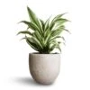 Dracaena Fragrans White Jewel - Head 1 Dracaena Fragrans White Jewel - Head -Plant potted plants Dracaena fragrans White Jewel Head 17x50cm Cas Plant Pot Cool Grey 21x19cm