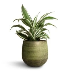 Dracaena Fragrans White Jewel - Head -Plant potted plants Dracaena fragrans White Jewel Head 17x50cm Lydia Plant Pot Shiny Green 22x20cm