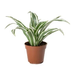 Dracaena Fragrans White Jewel - Head -Plant potted plants Dracaena fragrans White Jewel Head