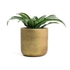 Dracaena Fragrans White Jewel - Head -Plant potted plants Dracaena fragrans White Jewel Head Charlie Plant Pot Metallic Gold f3511a26 6f44 4d1e 8a3d 99a8e3dc1fbc