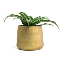 Dracaena Fragrans White Jewel - Head -Plant potted plants Dracaena fragrans White Jewel Head Patt Plant Pot Metallic Gold c2a23cf4 c7a0 4e04 99a5 70c9bf81c76b