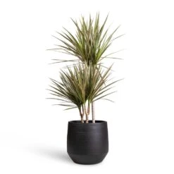 Norell Plant Pot - Black -Plant potted plants Dracaena marginata Bicolour Multi Stem 21x100cm 3 stems Norell Plant Pot Black 29x28cm