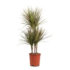 Dracaena Marginata Bicolour - Multi Stem 9 Dracaena Marginata Bicolour - Multi Stem -Plant potted plants Dracaena marginata Bicolour Multi Stem 21x100cm 3 stems