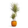 Dracaena Marginata Bicolour - Multi Stem 2 Dracaena Marginata Bicolour - Multi Stem -Plant potted plants Dracaena marginata Bicolour Multi Stem 21x110cm 3 stems Charlotte Plant Pot Spiced Ochre 23x20cm cd6f59df f987 4d3e 8aac b815a382378e