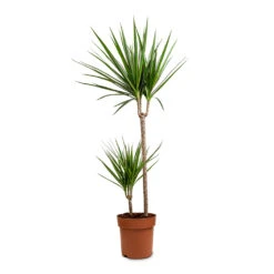 Dracaena Marginata Red Edged - Multi Stem 37 Dracaena Marginata Red Edged - Multi Stem -Plant potted plants Dracaena marginata Red Edged Branched 21x120cm 2 Stems