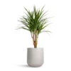 Dracaena Marginata Red Edged - Branched -Plant potted plants Dracaena marginata Red Edged Branched 21x75cm Lisbon Plant Pot Light Grey 24x24cm a20537ab 64a5 4da3 8768 1c3df3cd03e5