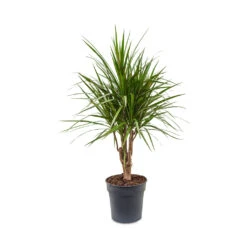 Dracaena Marginata Red Edged - Branched -Plant potted plants Dracaena marginata Red Edged Branched 24x90cm