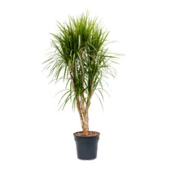 Dracaena Marginata Red Edged - Branched -Plant potted plants Dracaena marginata Red Edged Branched 30x160cm