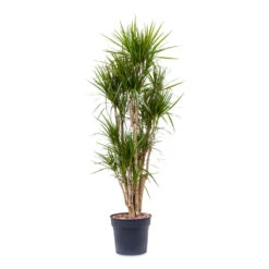 Dracaena Marginata Red Edged - Branched -Plant potted plants Dracaena marginata Red Edged Branched 34x190cm