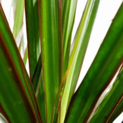 Dracaena Marginata Red Edged - Branched -Plant potted plants Dracaena marginata Red Edged Branched DETAIL 3