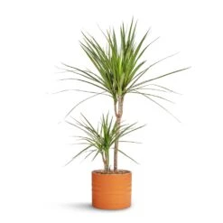 Dracaena Marginata Red Edged - Multi Stem 27 Dracaena Marginata Red Edged - Multi Stem -Plant potted plants Dracaena marginata Red Edged Multi Stem 17x75cm Hadleigh Plant Pot Amber 20x17.5cm 8a54f908 e819 496b 9db4 0fc155fb3b23