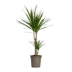 Dracaena Marginata Red Edged - Multi Stem 29 Dracaena Marginata Red Edged - Multi Stem -Plant potted plants Dracaena marginata Red Edged Multi Stem 17x85cm 2 stems
