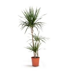 Dracaena Marginata Red Edged - Multi Stem 33 Dracaena Marginata Red Edged - Multi Stem -Plant potted plants Dracaena marginata Red Edged Multi Stem 21x110cm 3stems