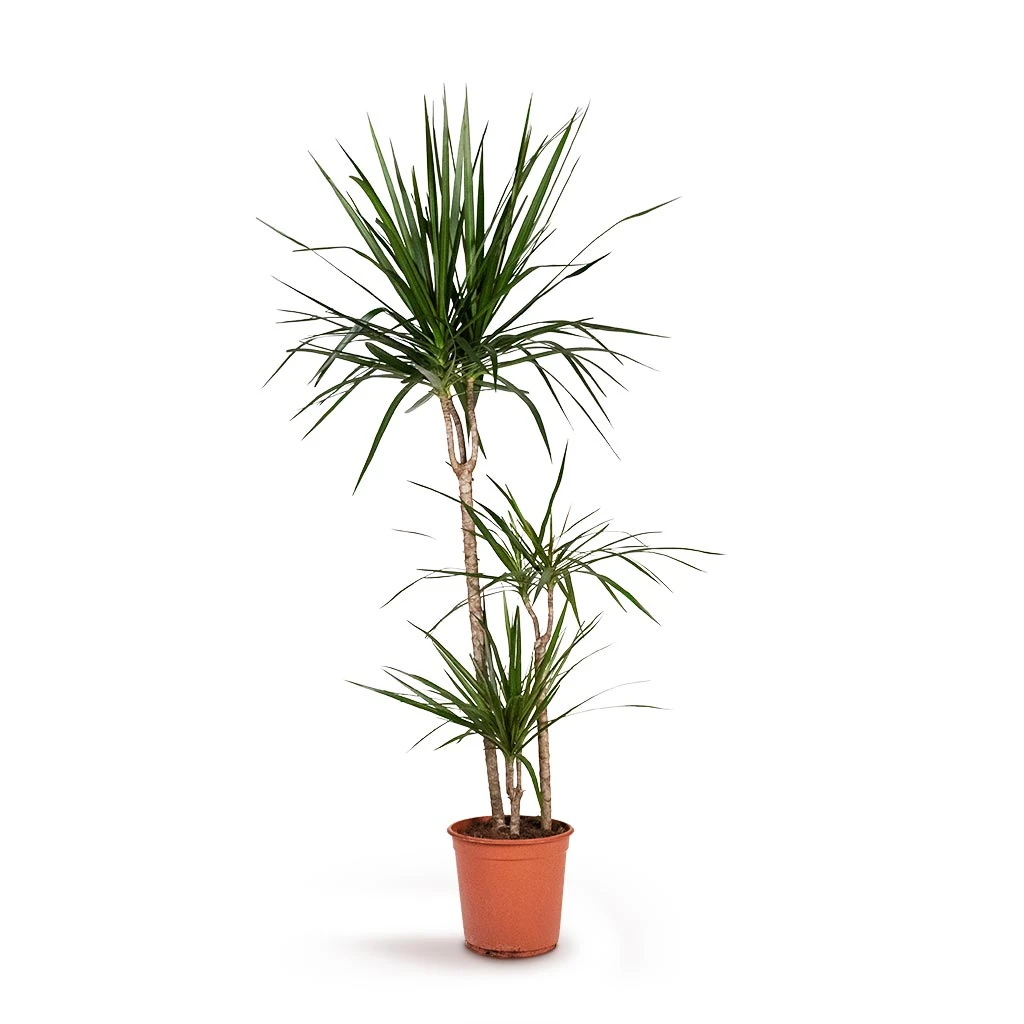 Dracaena Marginata Red Edged - Multi Stem 16 Dracaena Marginata Red Edged - Multi Stem - Image 14