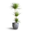 Dracaena Marginata Red Edged - Multi Stem -Plant potted plants Dracaena marginata Red Edged Multi Stem 24x140cm 3stems Cas Plant Pot Anthracite 36x32cm 2b07c25a a8ab 47d9 8819 cfc62b89720e