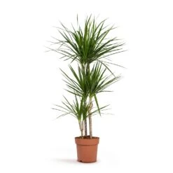 Dracaena Marginata Red Edged - Multi Stem 25 Dracaena Marginata Red Edged - Multi Stem -Plant potted plants Dracaena marginata Red Edged Multi Stem 24x140cm 3stems