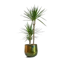 Dracaena Marginata Red Edged - Multi Stem 22 Dracaena Marginata Red Edged - Multi Stem -Plant potted plants Dracaena marginata Red Edged Multi Stem Elisa Metal Plant Pots Set of 3 Vintage Green