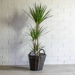Nanna Wikr Plant Basket - Dark Brown -Plant potted plants Dracaena marginata Red Edged Multi Stem Nanna Wikr Plant Basket Dark Brown 3aa8f02a 5ef6 4801 a711 d18e03b50c39