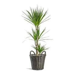 Dracaena Marginata Red Edged - Multi Stem 31 Dracaena Marginata Red Edged - Multi Stem -Plant potted plants Dracaena marginata Red Edged Multi Stem Nanna Wikr Plant Basket dark brown