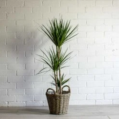 Dracaena Marginata Red Edged - Multi Stem 35 Dracaena Marginata Red Edged - Multi Stem -Plant potted plants Dracaena marginata Red Edged Multi Stem Nanna Wikr Plant Basket natural 46abb40a 307c 4e49 883e e664d90d7408