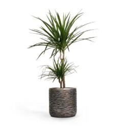 Dracaena Marginata Red Edged - Multi Stem 28 Dracaena Marginata Red Edged - Multi Stem -Plant potted plants Dracaena marginata Red Edged MultiStem 17x85cm Plant Pot Luxe Lite Wrinkle Cylinder Planter Bronze 23x22cm