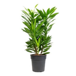 Dracaena Reflexa Song Of Jamaica -Plant potted plants Dracaena reflexa Song of Jamaica 19x80cm