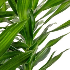 Dracaena Reflexa Song Of Jamaica -Plant potted plants Dracaena reflexa Song of Jamaica SWATCH 2