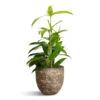 Dracaena Surculosa -Plant potted plants Dracaena surculosa 12x40cm Cas Plant Pot Sahara 15x13cm