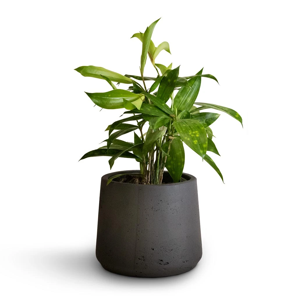 Patt Plant Pot - Black Washed 9 Patt Plant Pot - Black Washed - Image 7