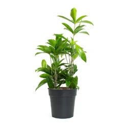 Dracaena Surculosa -Plant potted plants Dracaena surculosa 19cm