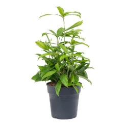 Dracaena Surculosa -Plant potted plants Dracaena surculosa