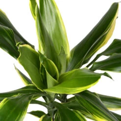 Dracaena Fragrans Golden Coast - Multi Stem 19 Dracaena Fragrans Golden Coast - Multi Stem -Plant potted plants DracaenafragransGoldenCoast 1