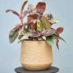 Dune Darcy Planter - Almond -Plant potted plants Dune Darcy Lifesytle
