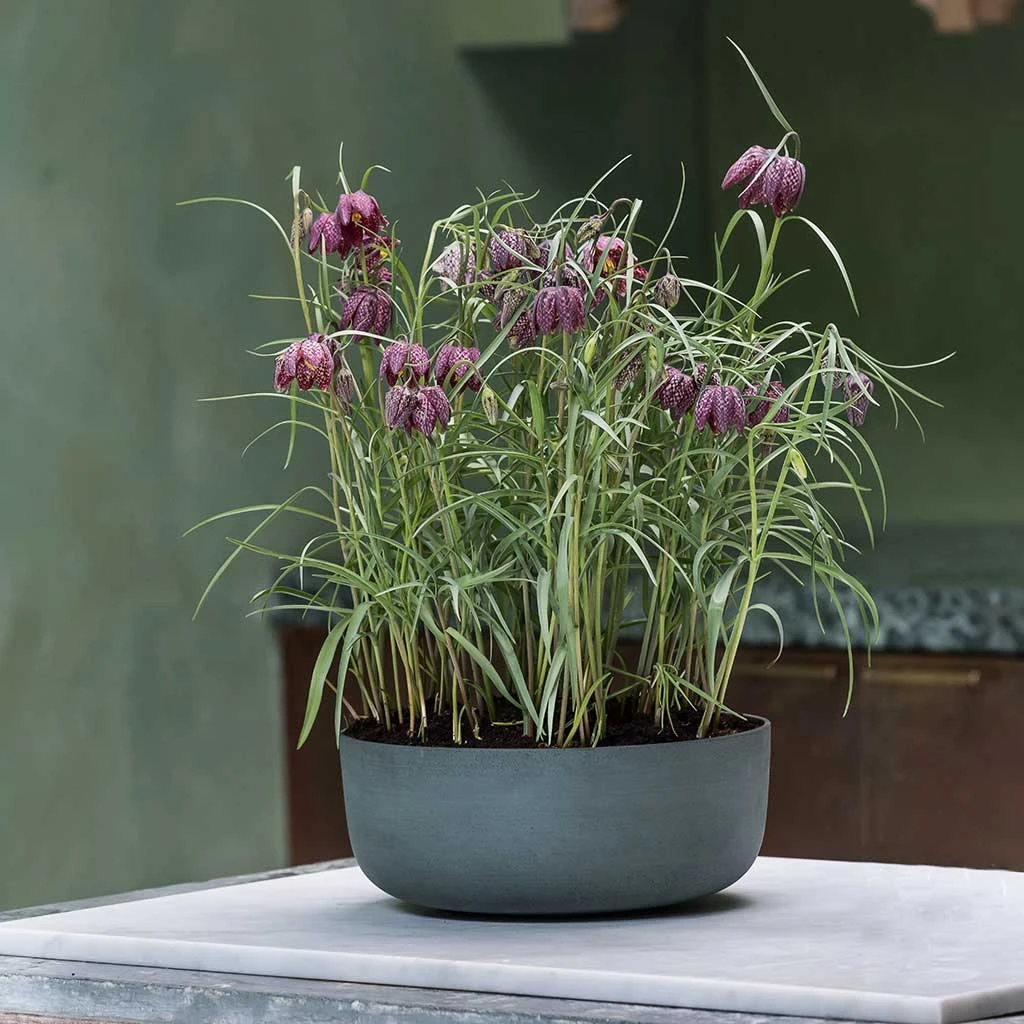 Eav Refined Plant Bowl - Pine Green 4 Eav Refined Plant Bowl - Pine Green - Image 2