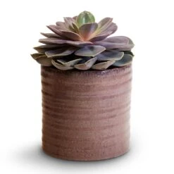 Hera Plant Pot - Purple 15 Hera Plant Pot - Purple -Plant potted plants Echeveria Perle Von Nurnberg 10.5x14cm Hera Plant Pot Purple 13x14cm
