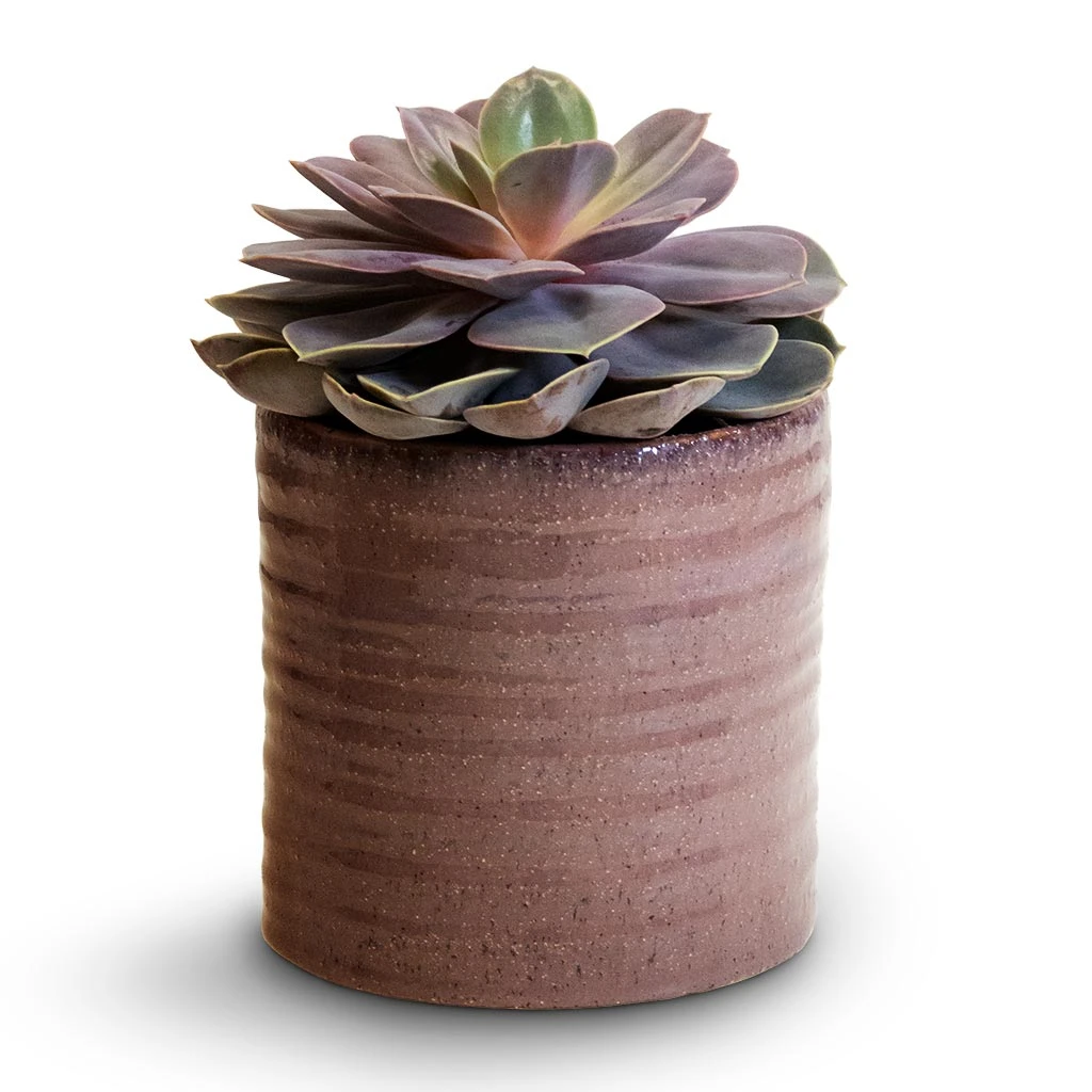 Hera Plant Pot - Purple 7 Hera Plant Pot - Purple - Image 5