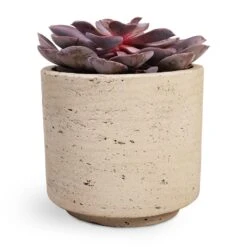Echeveria Purple Pearl -Plant potted plants Echeveria Purple Pearl 12x15cm 12x25cm Novi Plant Pot Grey Washed 15x13.5cm a32d3654 6b7e 4729 ae4b e242aedc57ee