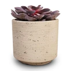 Novi Plant Pot - Grey Washed 18 Novi Plant Pot - Grey Washed -Plant potted plants Echeveria Purple Pearl 12x15cm 12x25cm Novi Plant Pot Grey Washed 15x13.5cm c8f4919e 53a6 4425 a2d3 8276c7cc57ad