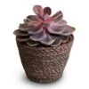 Echeveria Purple Pearl -Plant potted plants Echeveria Purple Pearl 12x15cm Igmar Plant Basket Grey 15x12cm 2