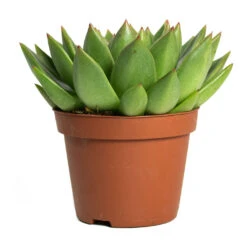 Echeveria Agavoides Miranda -Plant potted plants Echeveria agavoides Miranda 10.5cm