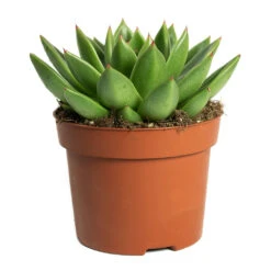 Echeveria Agavoides Miranda -Plant potted plants Echeveria agavoides Miranda 12cm