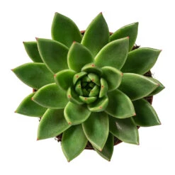 Echeveria Agavoides Miranda -Plant potted plants Echeveria agavoides Miranda 12cm Above